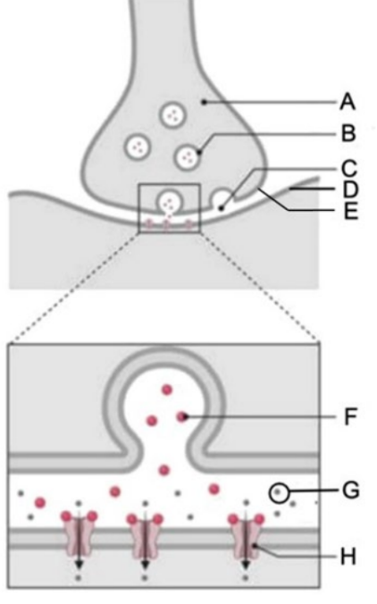 Schematische Darstellung einer chemischen Synapse mit Vesikeln, synaptischem Spalt und postsynaptischen Rezeptoren.